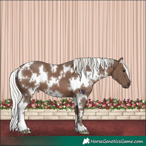 Horse Color:White Spotted Silver Black 