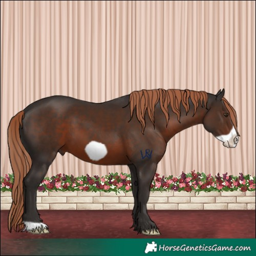 Horse Color:Liver Chestnut Frame 