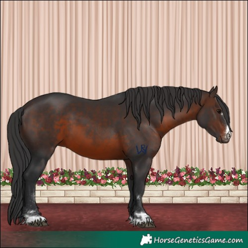 Horse Color:Brown 