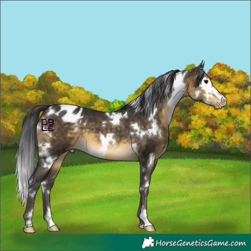 Horse Color:White Spotted Buckskin Appaloosa