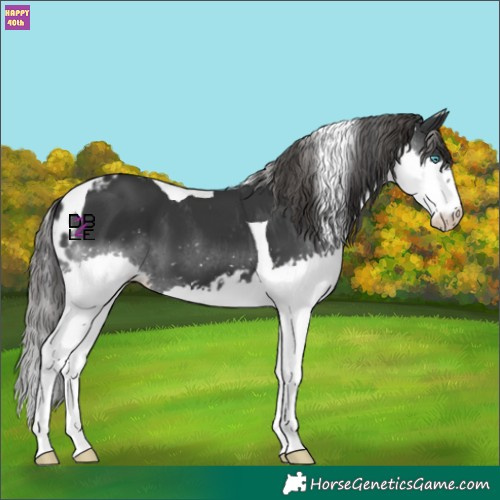 Horse Color:Black Splash Tobiano Skewed Appaloosa