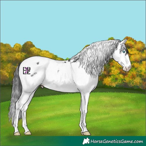 Horse Color:Black Splash Tobiano Skewed Appaloosa