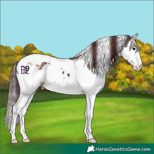 Horse Color:Chocolate Brown Splash Tobiano Skewed Appaloosa