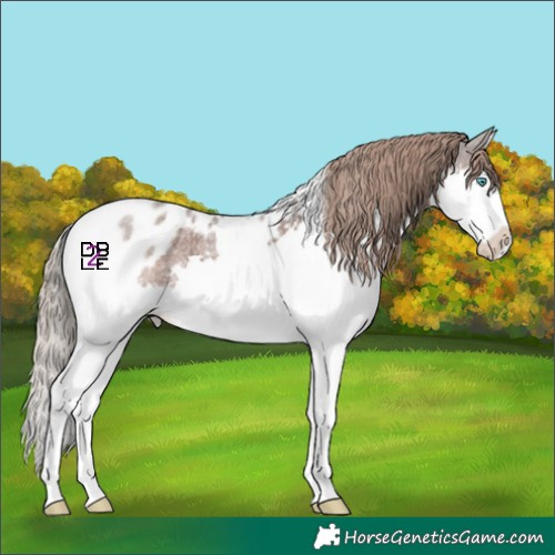 Horse Color:Liver Red Roan Splash Skewed Appaloosa