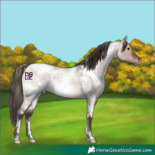 Horse Color:White Spotted Brown Roan Dun Appaloosa 
