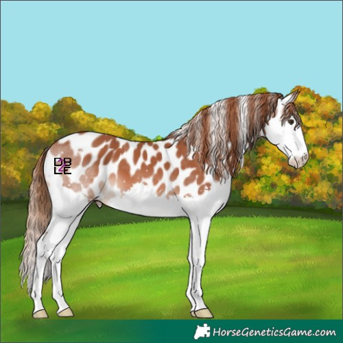 Horse Color:Chestnut Splash Skewed Appaloosa