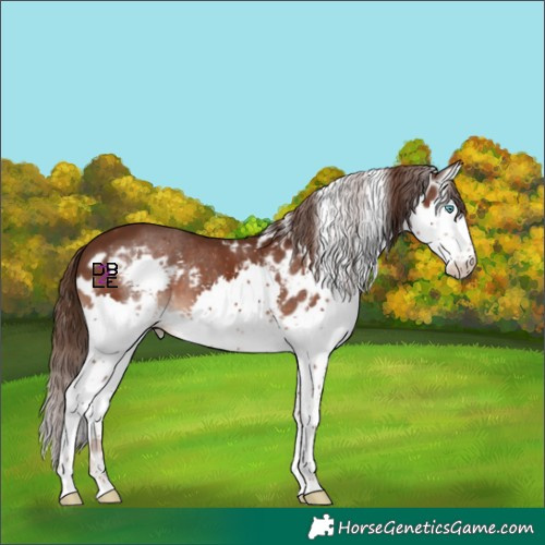 Horse Color:Liver Chestnut Splash Skewed Appaloosa
