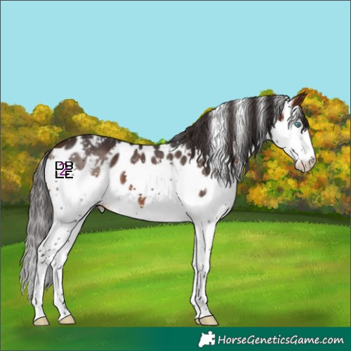 Horse Color:Brown Splash Skewed Appaloosa