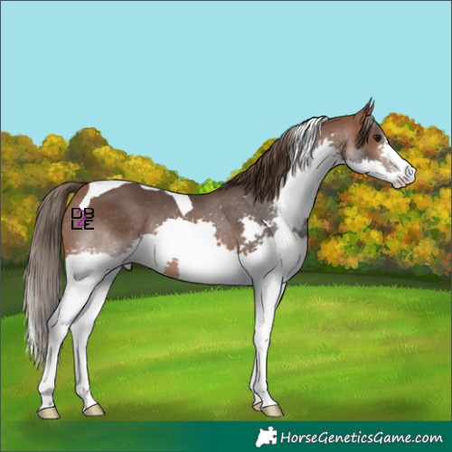 Horse Color:Bay Splash Tobiano Skewed Appaloosa