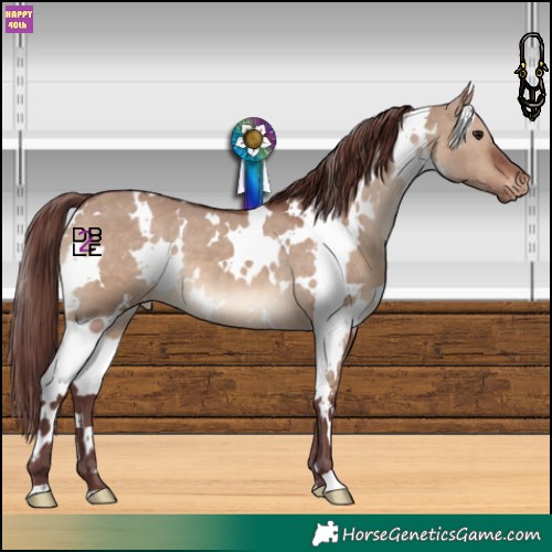 Horse Color:White Spotted Chocolate Brown Dun Appaloosa