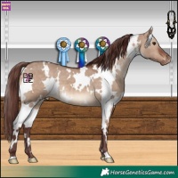 Horse Color:White Spotted Chocolate Brown Dun Appaloosa 