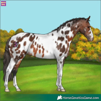 Horse Color:Brown Tobiano Near Leopard Rabicano