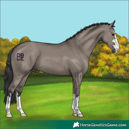 Horse Color:Grullo