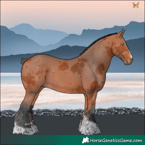 Horse Color:Bay Merle Tobiano Rabicano 