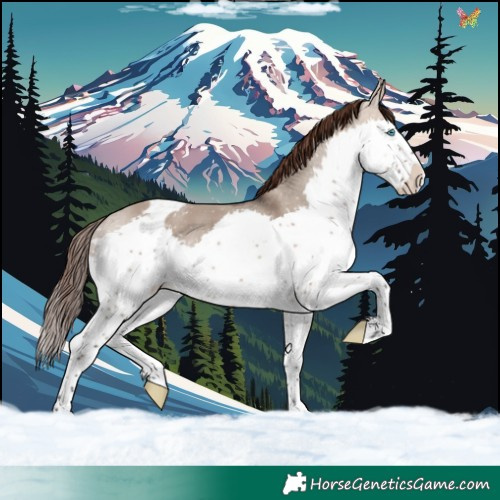 Horse Color:Brown Dun Splash Tobiano Appaloosa Rabicano