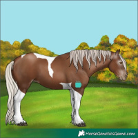 Horse Color:Gray Silver Black Pearl Tobiano