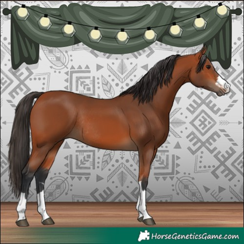 Horse Color:Bay Rabicano