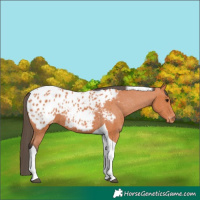 Horse Color:Bay Tobiano Appaloosa