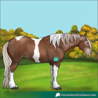 Horse Color:Gray Silver Black Pearl Tobiano 