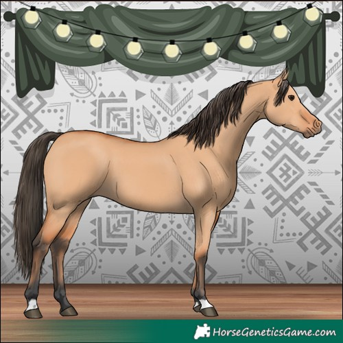 Horse Color:Bay Dun