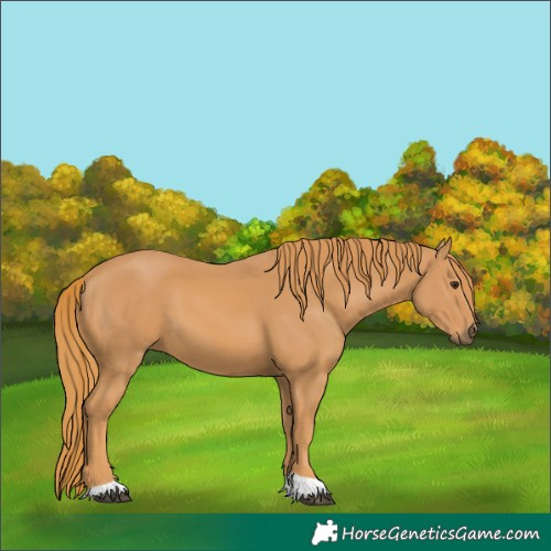 Horse Color:Unknown 