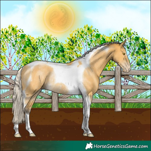 Horse Color:Silver Buckskin Tobiano Appaloosa Rabicano