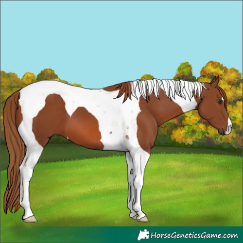 Horse Color:Unknown 