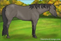 Horse Color:Smoky Grullo