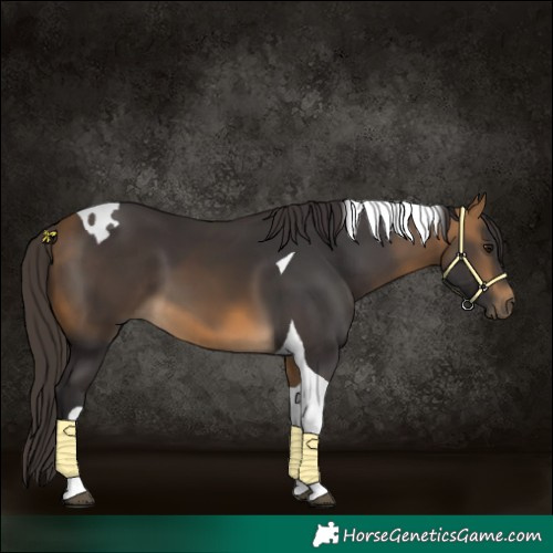 Horse Color:Buckskin Tobiano 