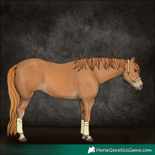 Horse Color:Chestnut 