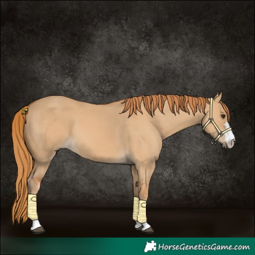 Horse Color:Red Dun 
