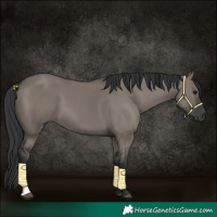 Horse Color:Grullo 