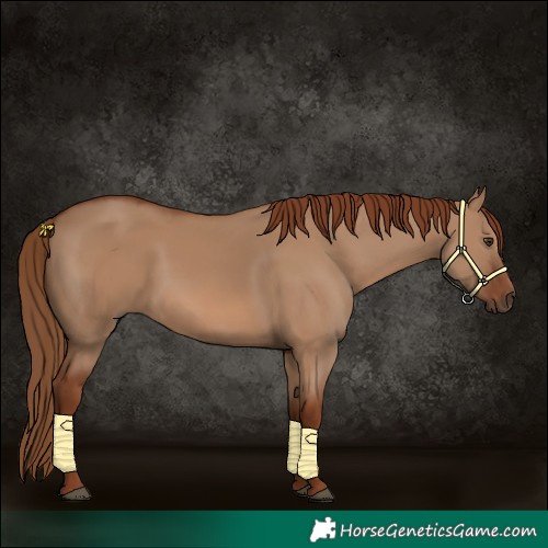 Horse Color:Red Dun 