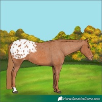 Horse Color:Chestnut Appaloosa