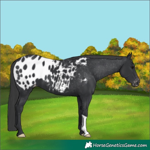 Horse Color:Black Appaloosa