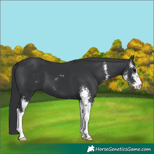 Horse Color:Black Sabino
