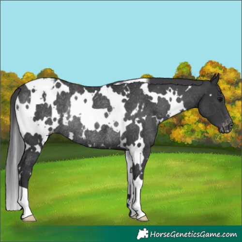 Horse Color:White Spotted Black Appaloosa Rabicano