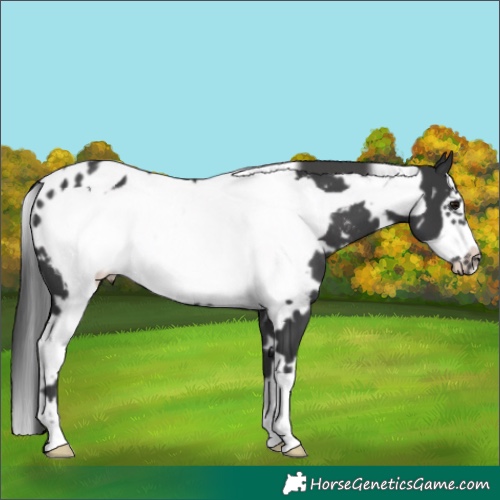 Horse Color:White Spotted Black Frame Appaloosa