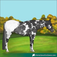 Horse Color:White Spotted Black Snowcap Rabicano 