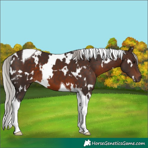 Horse Color:White Spotted Silver Brown Tobiano