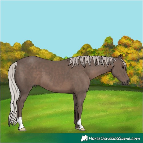Horse Color:Silver Black