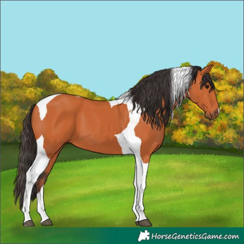 Horse Color:Bay Tobiano 