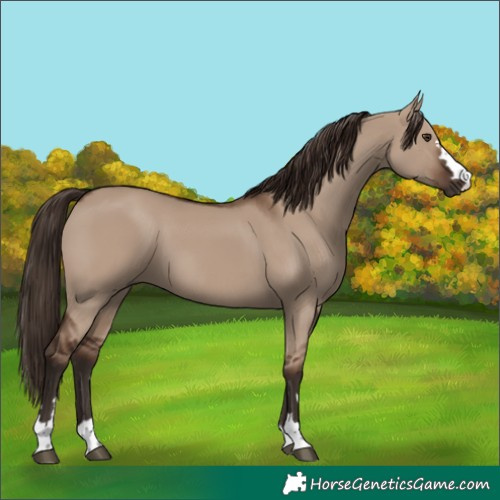 Horse Color:Liver Red Dun