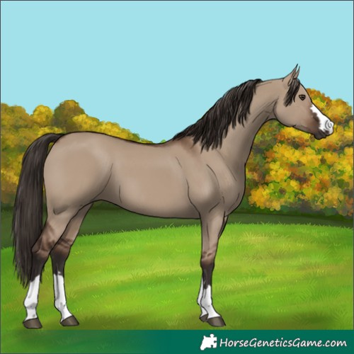 Horse Color:Liver Red Dun 