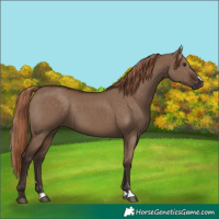 Horse Color:Liver Red Dun 