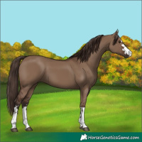 Horse Color:Liver Red Dun