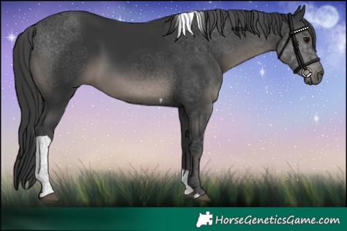 Horse Color:Black Tobiano 