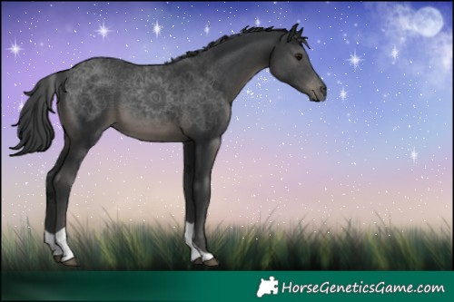 Horse Color:Black Tobiano 