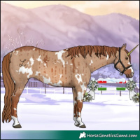 Horse Color:White Spotted Red Dun Brindle 