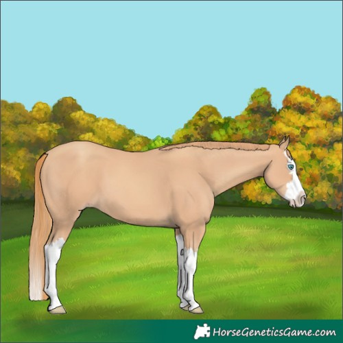 Horse Color:Gold Champagne Splash